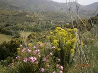 Frühling auf Korsika