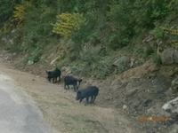 Schweine am Straßenrand