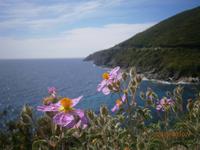 Blühende Küste auf Korsika