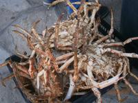 Fangfrische Seespinnen