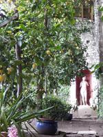 Schöne Zitronenplantage