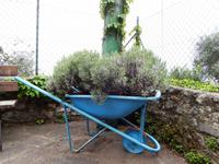 Schöner Blumenkasten