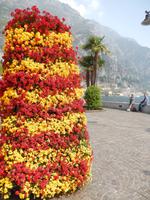 Blütenpracht in Limone