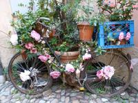 Rosen auf dem Fahrrad