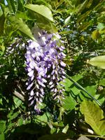 Glyzine blau - Blauregen