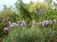 Blaue Iris  -  Schwertlilien