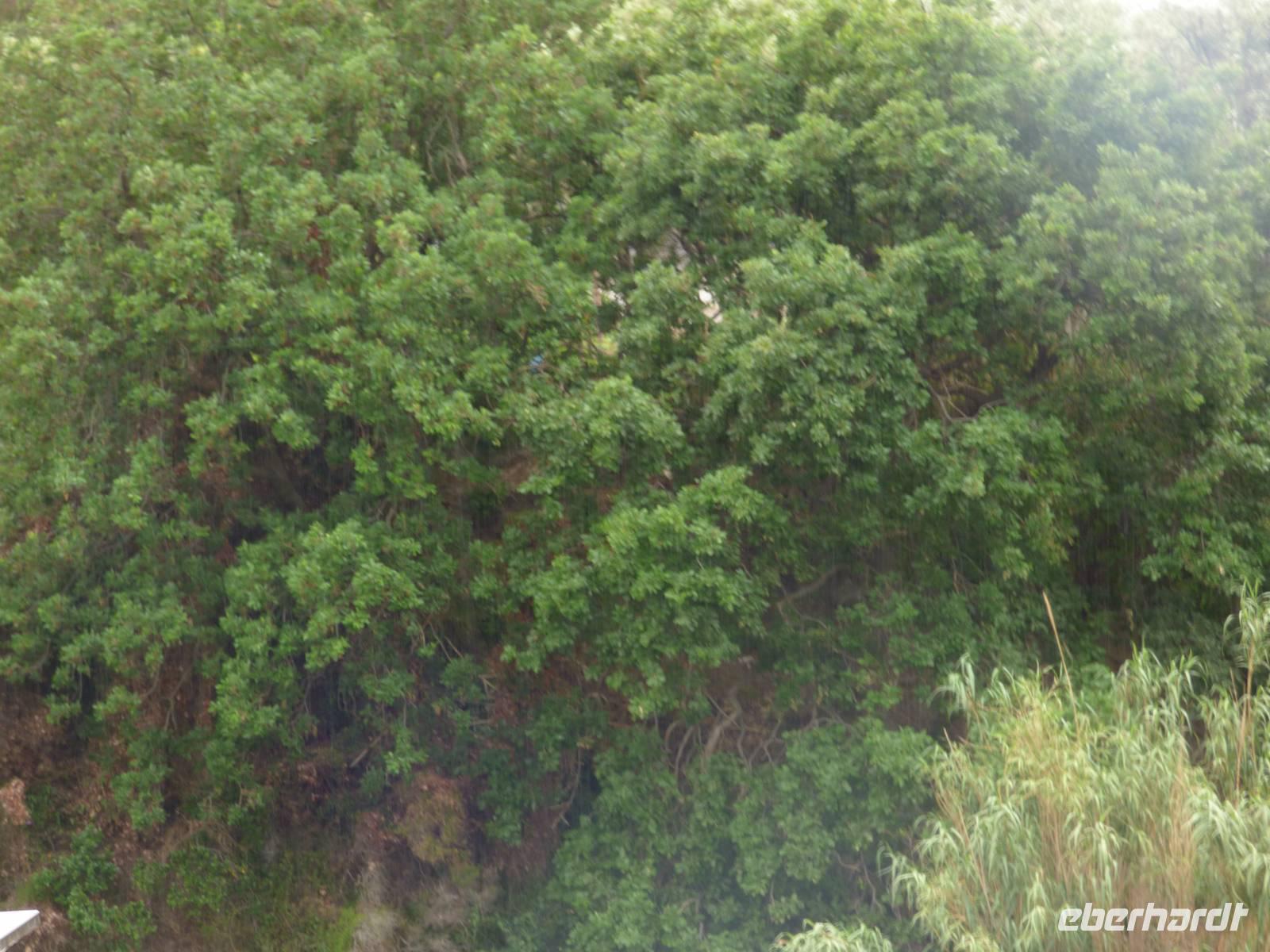 regnerischer Tag auf Ischia