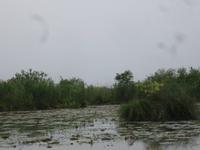 Naturschutzgebiet I Barcaioli del Mincio, die Lotosblüten sehen wir im August