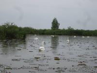 Naturschutzgebiet I Barcaioli del Mincio