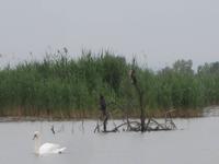 Naturschutzgebiet I Barcaioli del Mincio