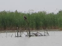 Naturschutzgebiet I Barcaioli del Mincio