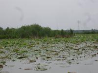 Naturschutzgebiet I Barcaioli del Mincio