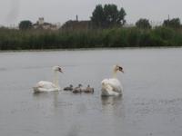 Naturschutzgebiet I Barcaioli del Mincio