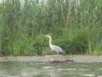 Naturschutzgebiet I Barcaioli del Mincio