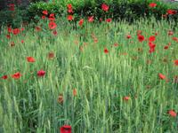 Trient, Bummel durch die Straßen