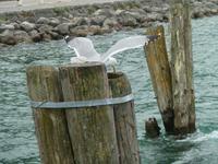 ... und die Mutter dazu