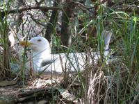 Isola Palmaria - brütende Möve