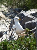Isola Palmaria - brütende Möve