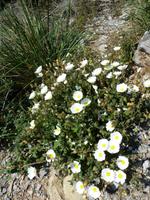 Isola Palmaria - Montpellier Zistrosen