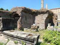 In den Ruinen des Forum Romanum fühlen sich nicht nur menschliche Besucher wohl
