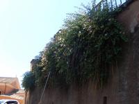 Marilisa zeigte uns unterwegs einen Kapernstrauch