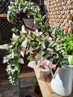 Acanthus Blüten