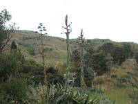 Agaven-Blüten