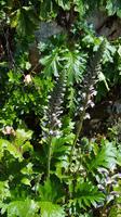 Akanthus