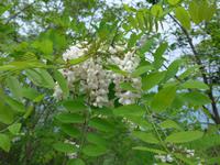 Akazie mit Blüten