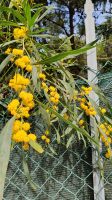 Akazienmimose