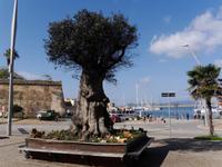 Alghero