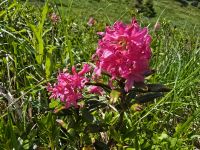 Alpenrose, Natur in den Dolomiten