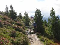 Alpenrosenblühen 