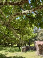 Alte Nuraghe 