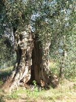 Alter Olivenbaum
