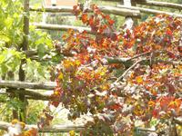 Amalfi im Herbst 10