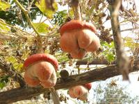 Amalfi im Herbst 6