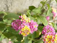 Amalfi im Herbst 8