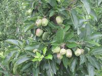 Apfelplantage