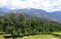 Auf dem Apfelweg nach Dorf Tirol