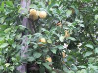 Besuch der Limonaie
