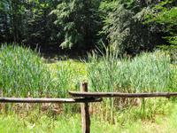 Biotop am Wegesrand 