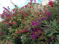 Blüten überall