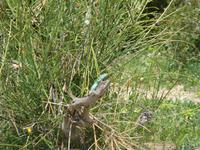Blauer Leguan 