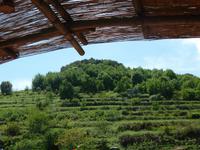 Blick auf Weinberge
