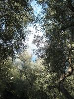 Blick nach oben