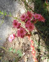 Blume am Wegesrand 