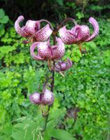 Blume am Wegesrand 