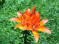 Blume am Wegesrand 