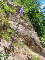 Blume am Wegesrand 